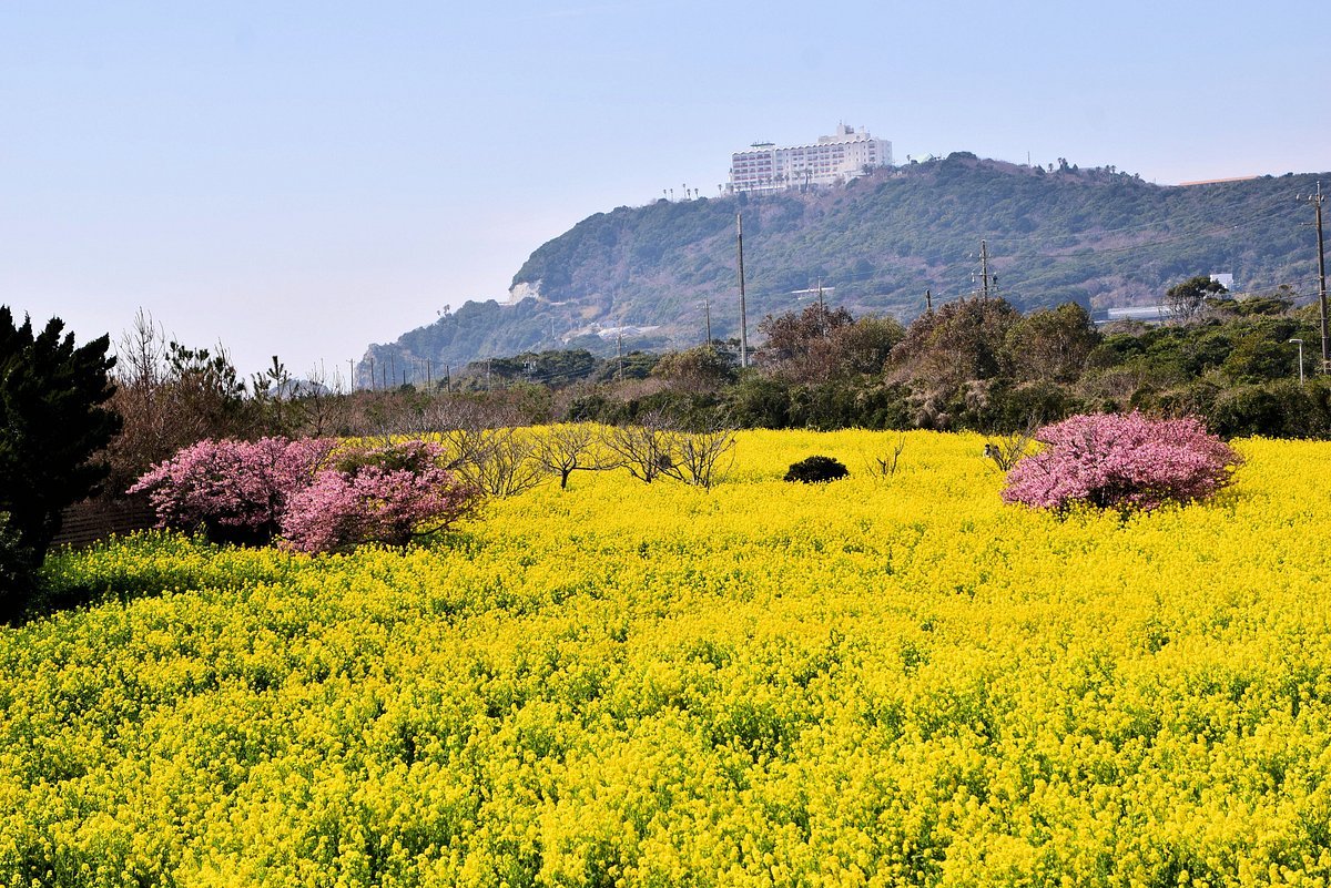 🌼 이라코 유채꽃 가든 이미지 8